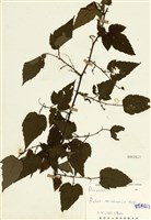 藏品(變葉懸鉤子)的圖片